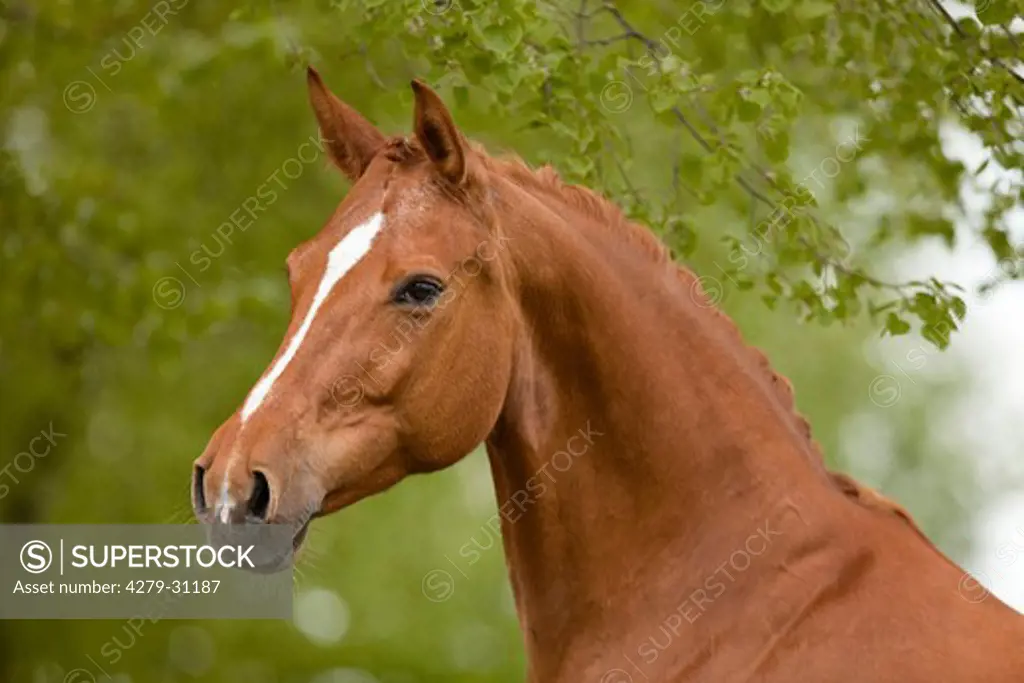 Hessian Warmblood horse - portrait