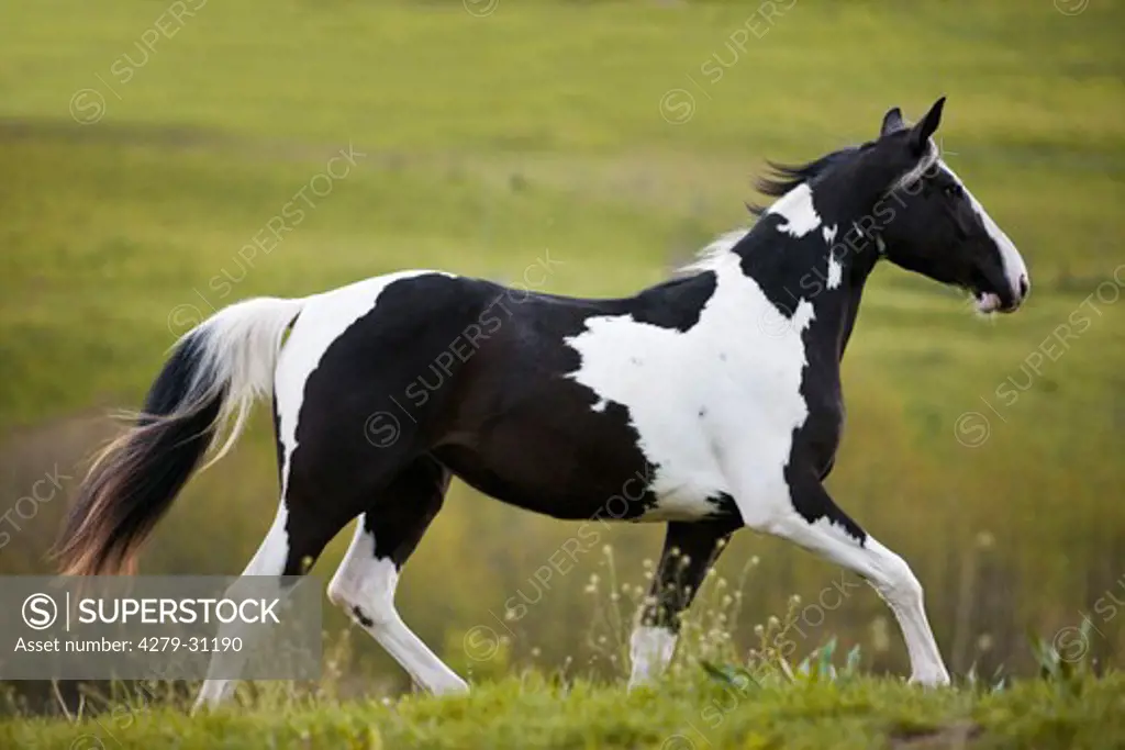 Dutch Warmblood horse - trotting on meadow