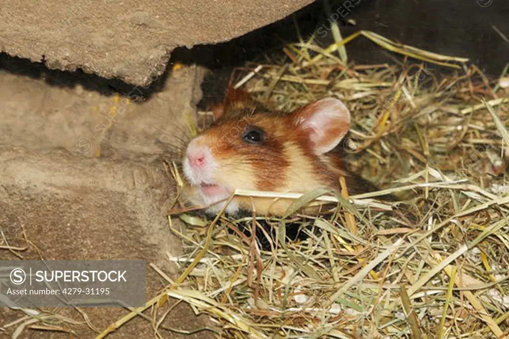 European hamster in den, Cricetus cricetus