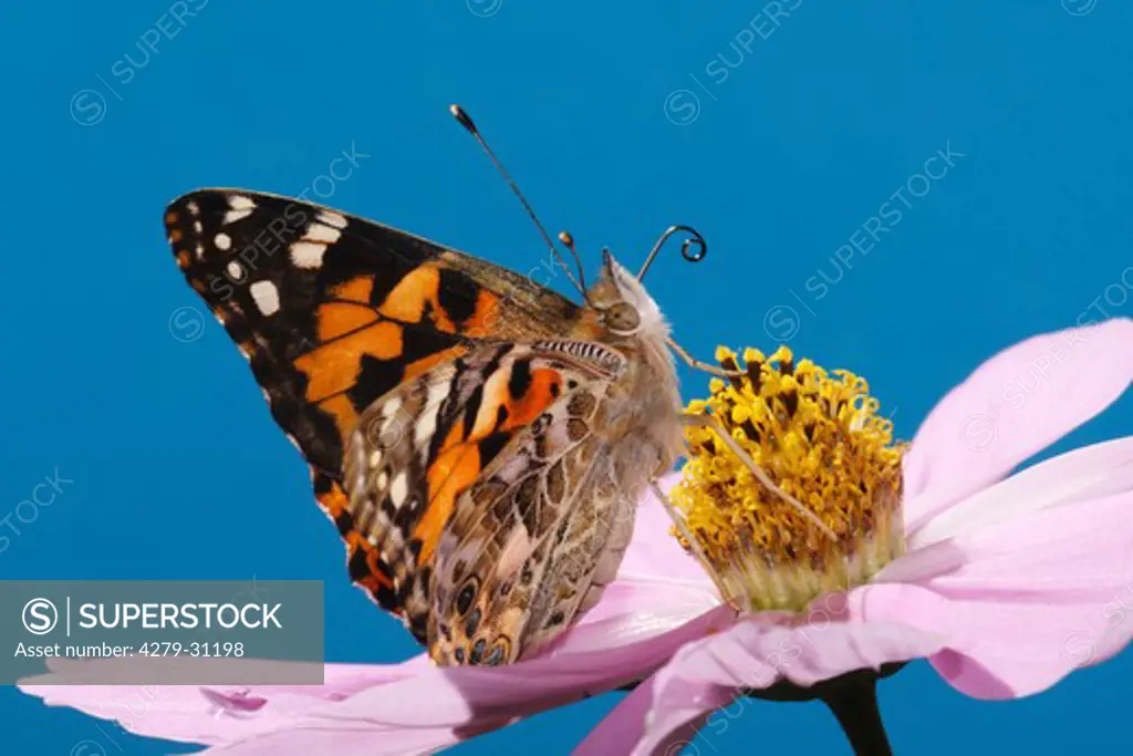 Painted lady on lilac blossom in front of blue sky, Vanessa cardui