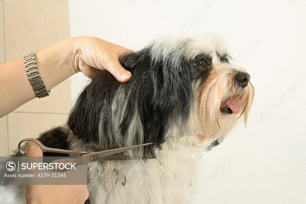 Havanese dog - grooming