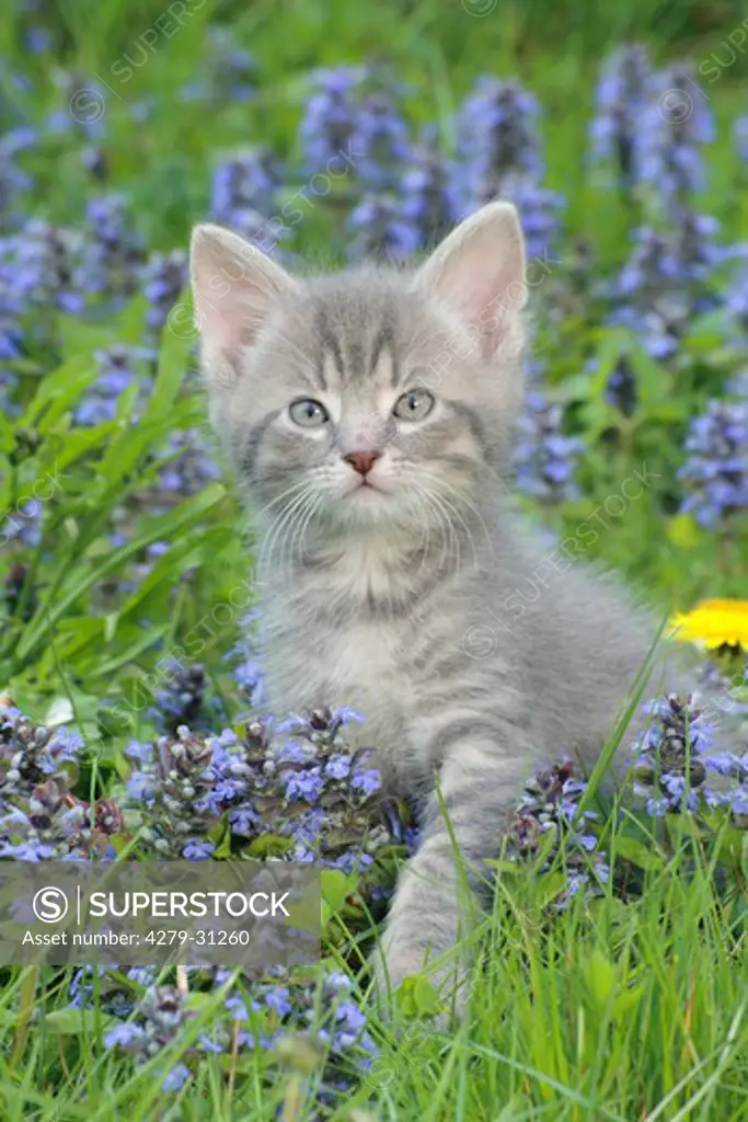 kitten on flower meadow