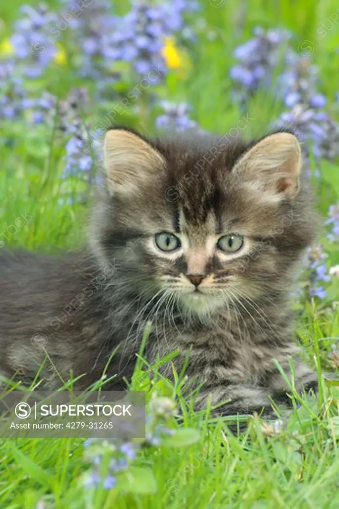 kitten - lying on flower meadow