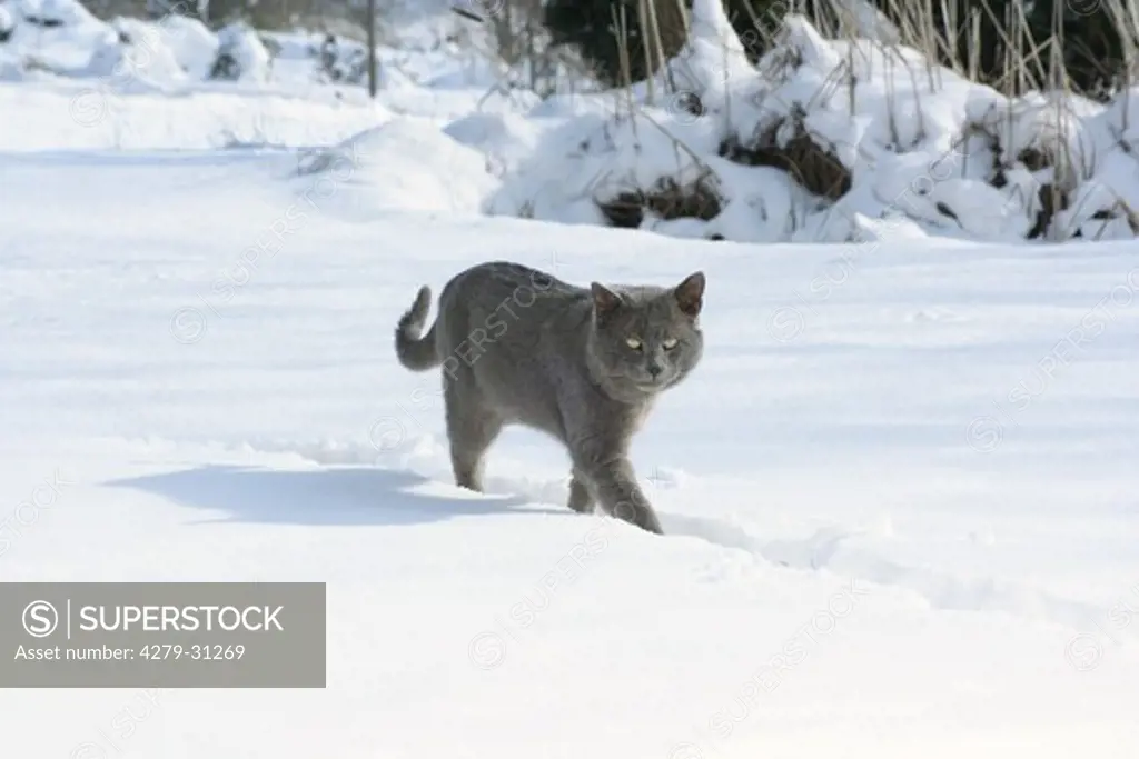 domestic cat - walking in the snow