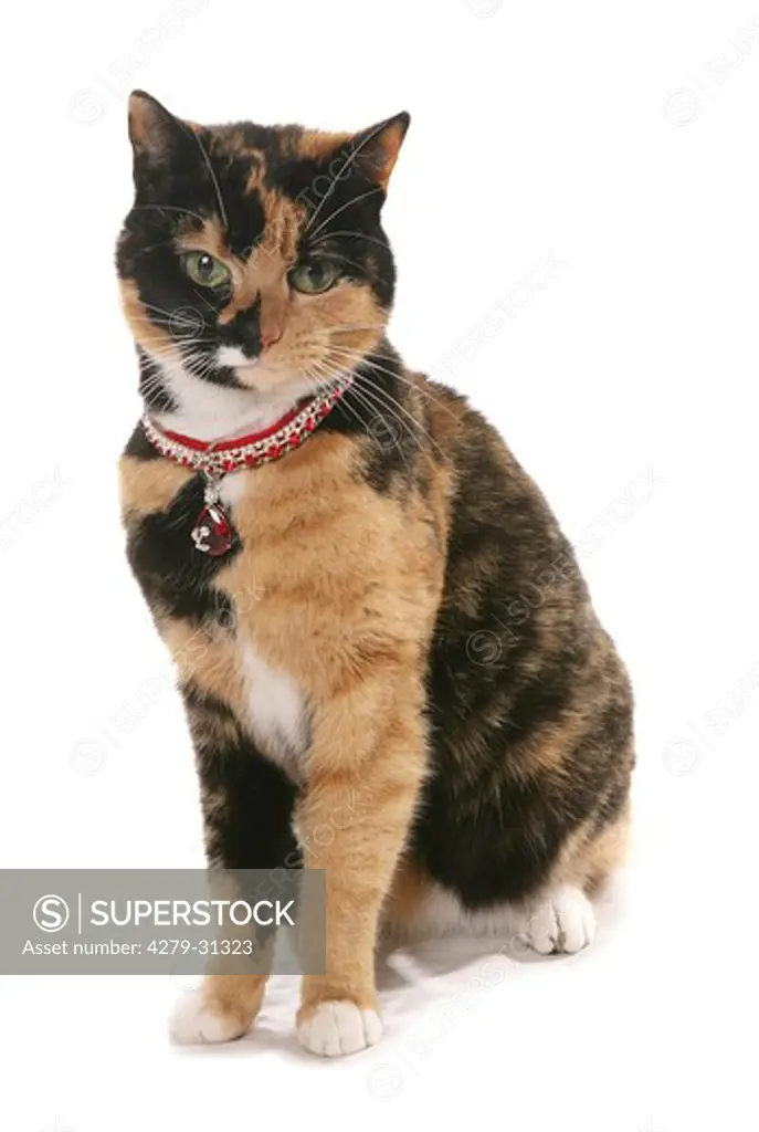 domestic cat with diamond collar