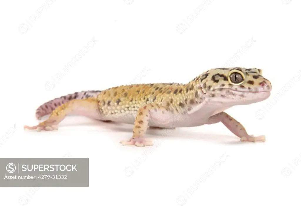 Leopard Gecko - cut out, Eublepharis macularius