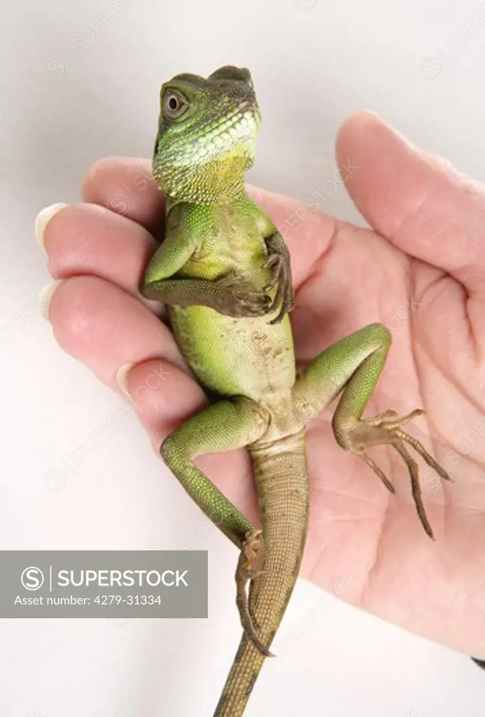 Green Chinese Water dragon - lying on a hand, Physignathus cocincinus