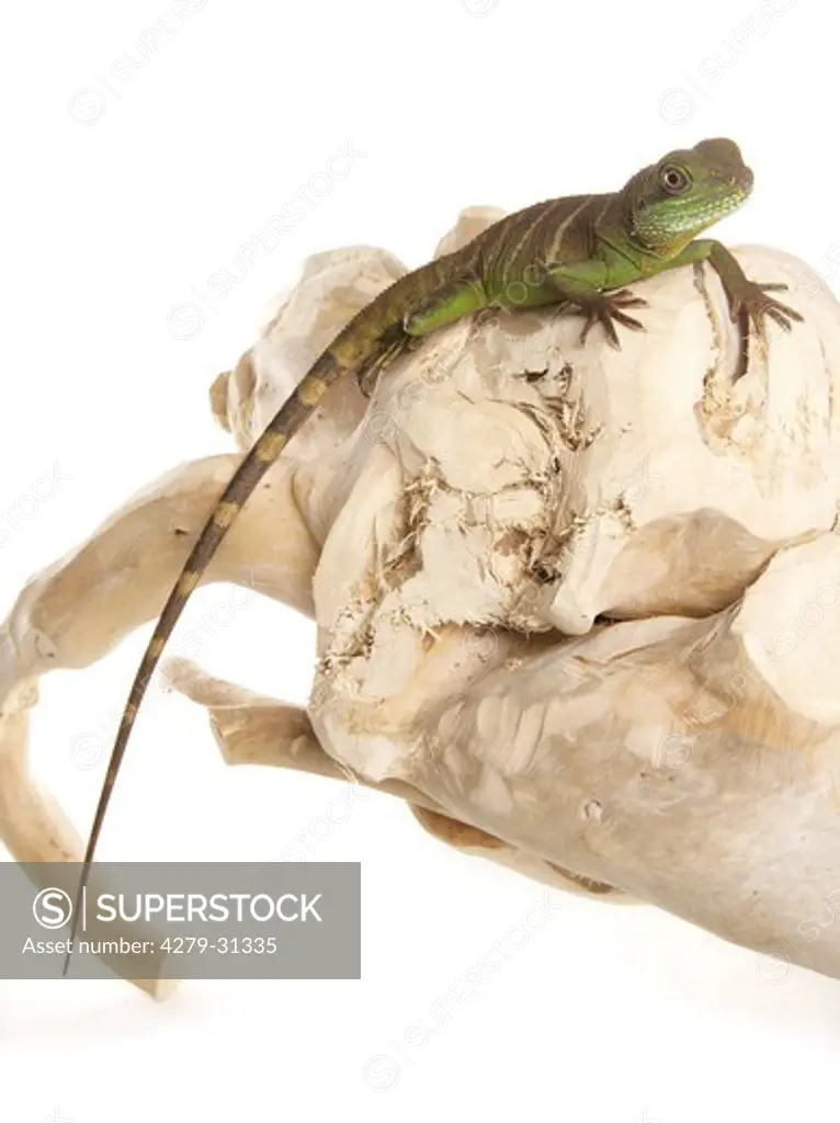 Green Chinese Water dragon - lying on a piece of wood, Physignathus cocincinus