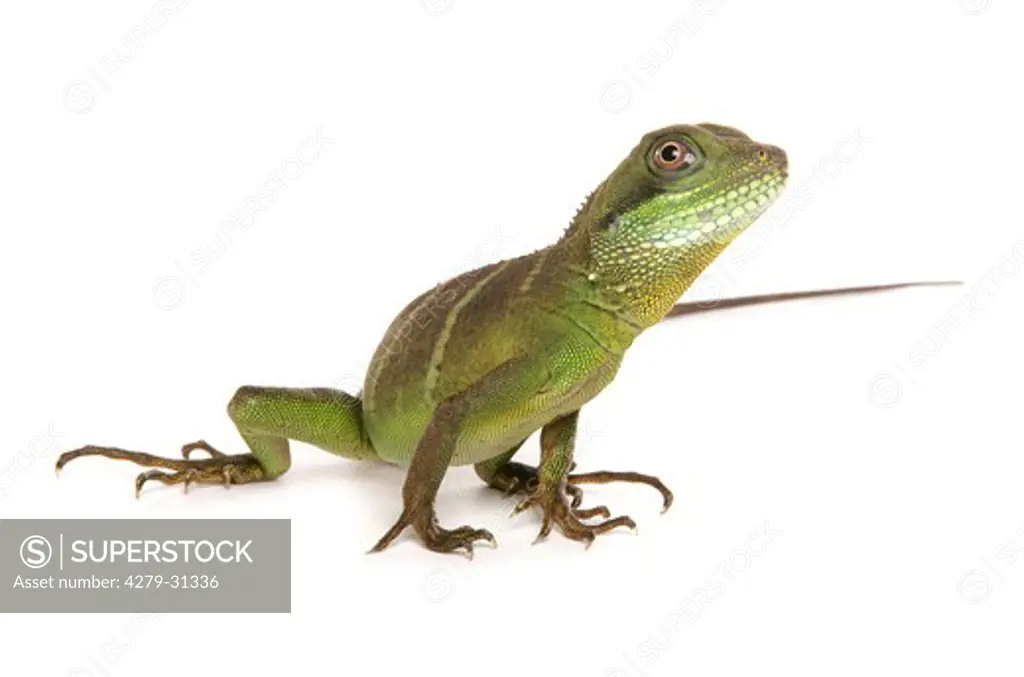 Green Chinese Water dragon - sitting - cut out, Physignathus cocincinus
