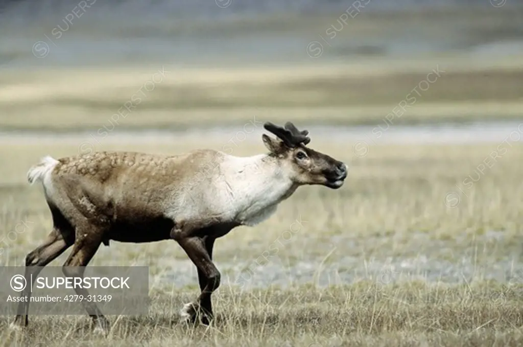 Woodland Caribou - bull, Rangifer tarandus caribou