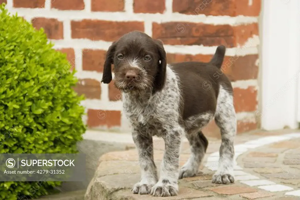 German Wirehaired Pointer dog - puppy standing in front of a house