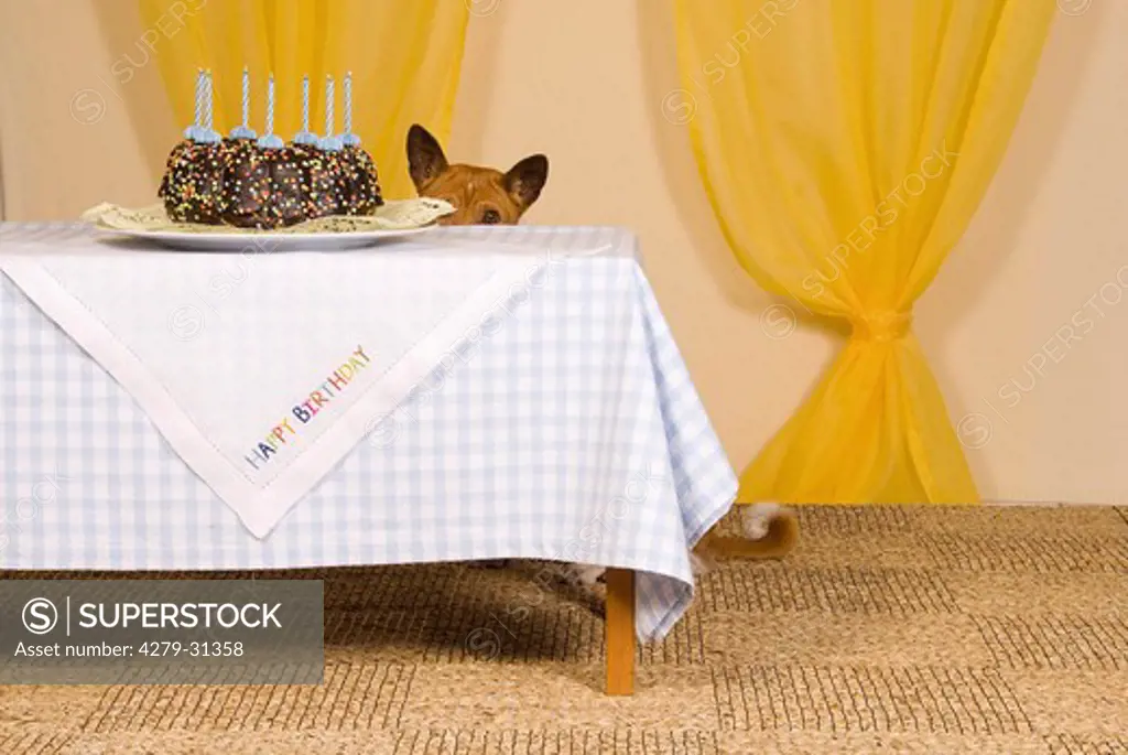 bad habit: Basenji dog sitting at table with cake