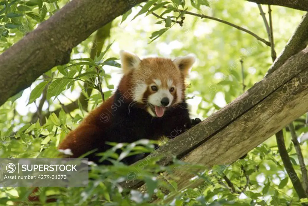 Red Panda on tree, Ailurus fulgens