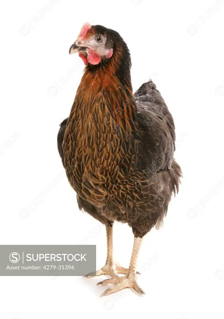 hen - standing - cut out, Gallus domesticus