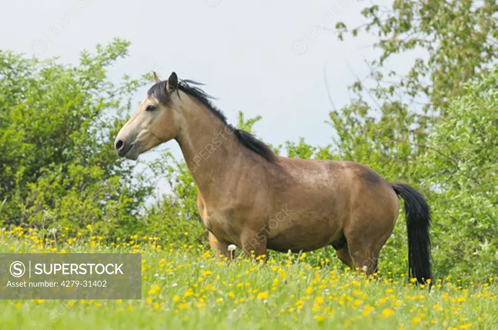 Connemara horse - standing on meadow