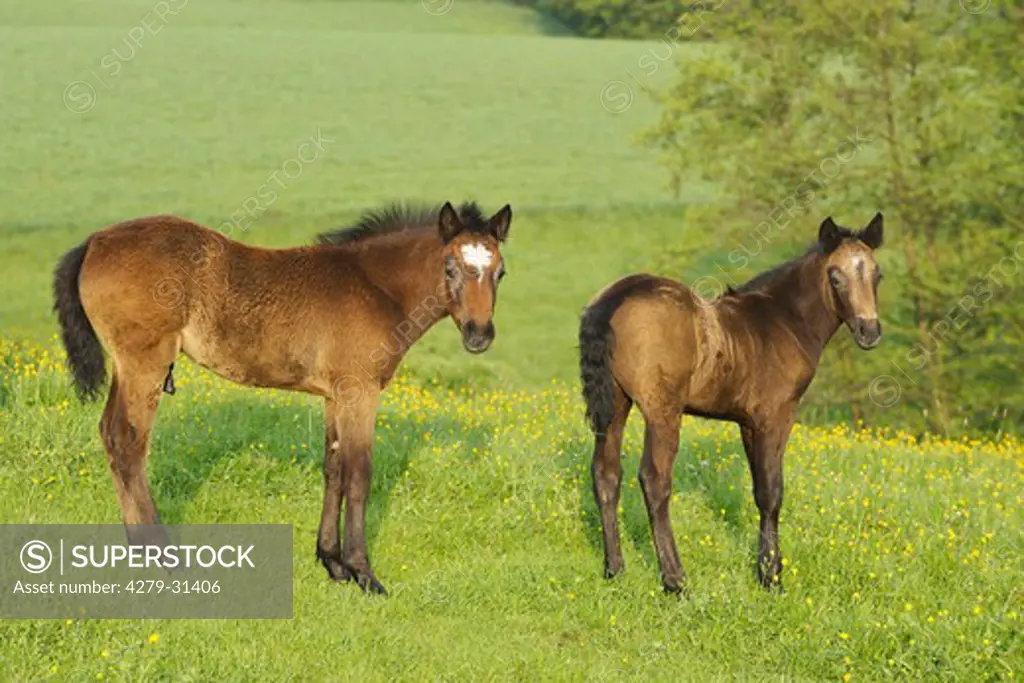 Connemara horse - two foals on meadow
