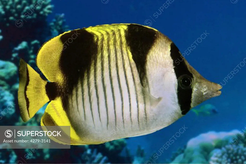 sickle butterflyfish - blackwedged butterflyfish, Chaetodon falcula