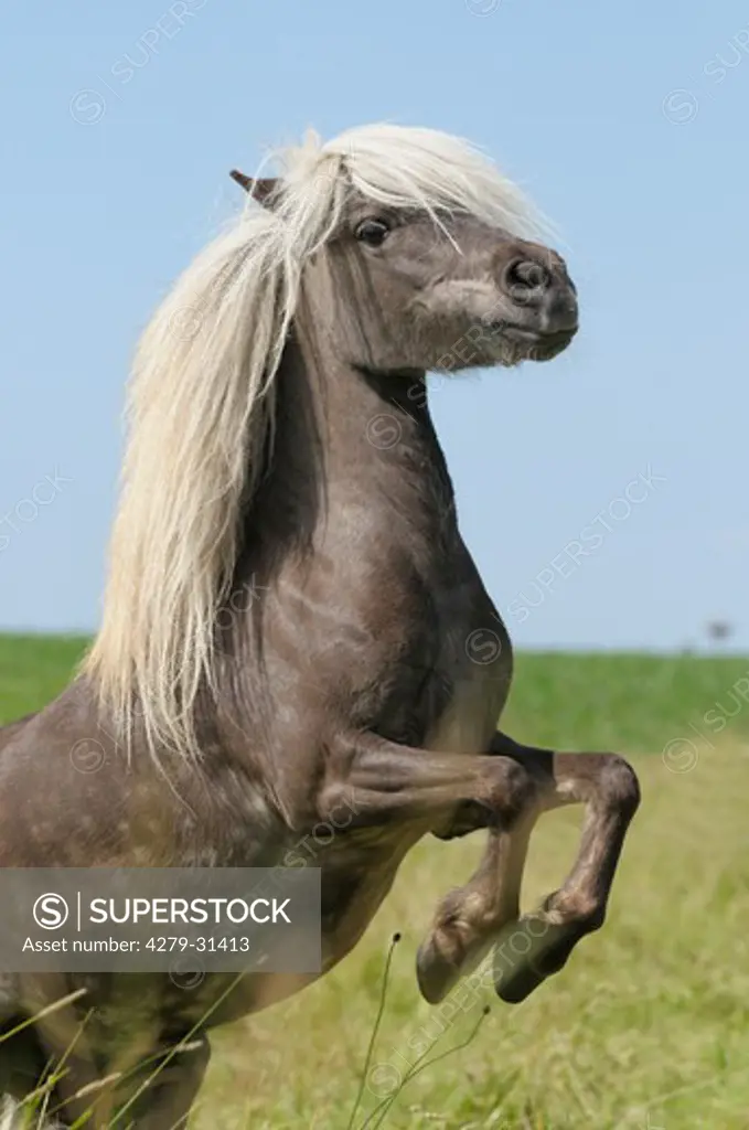 Shetland Pony horse - rearing