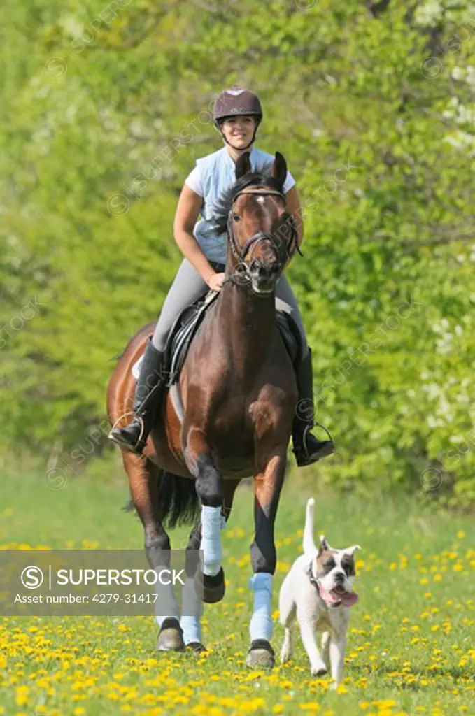 girl riding on Dutch Warmblood horse