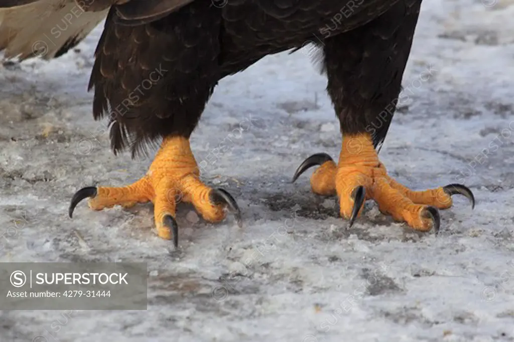 Bald eagle - claws, Haliaeetus leucocephalus - SuperStock