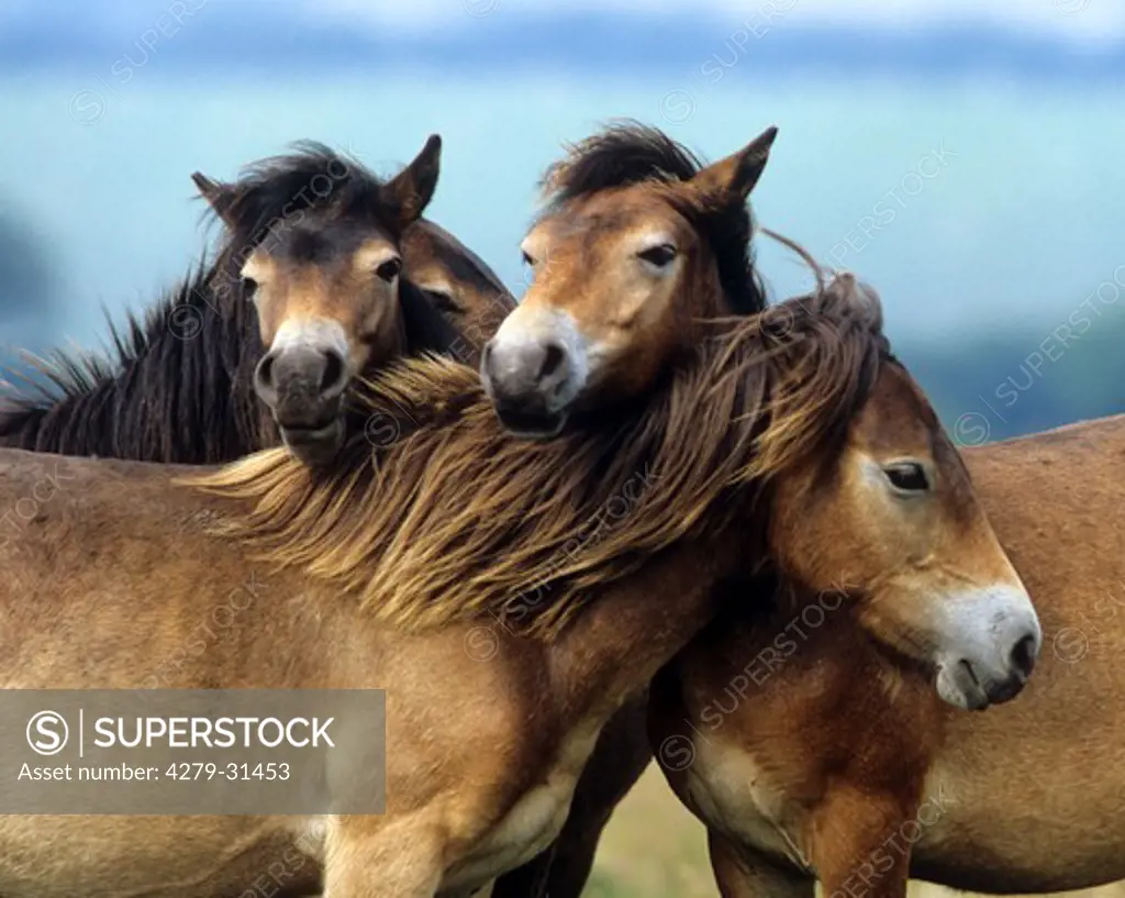 three Exmoor pony horses