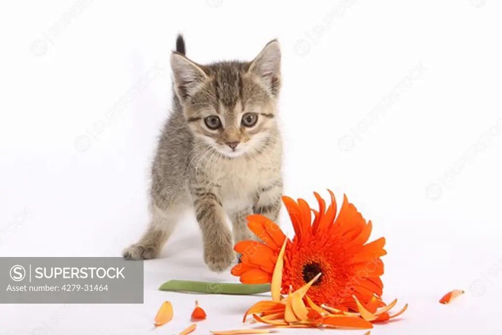 tabby kitten with blossom - cut out