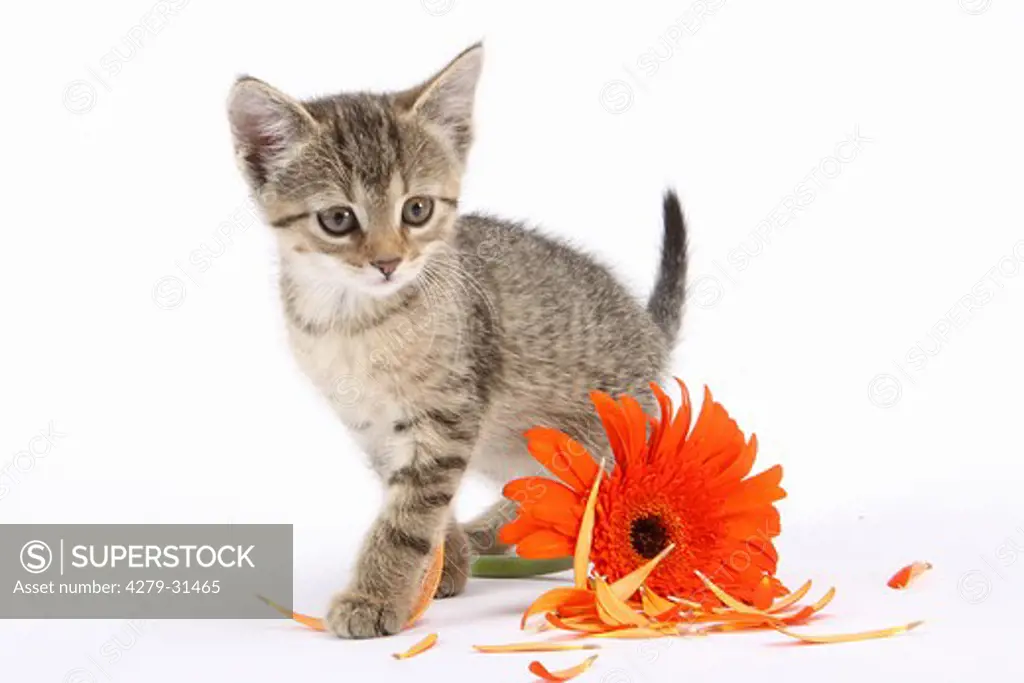 tabby kitten besides blossom - cut out