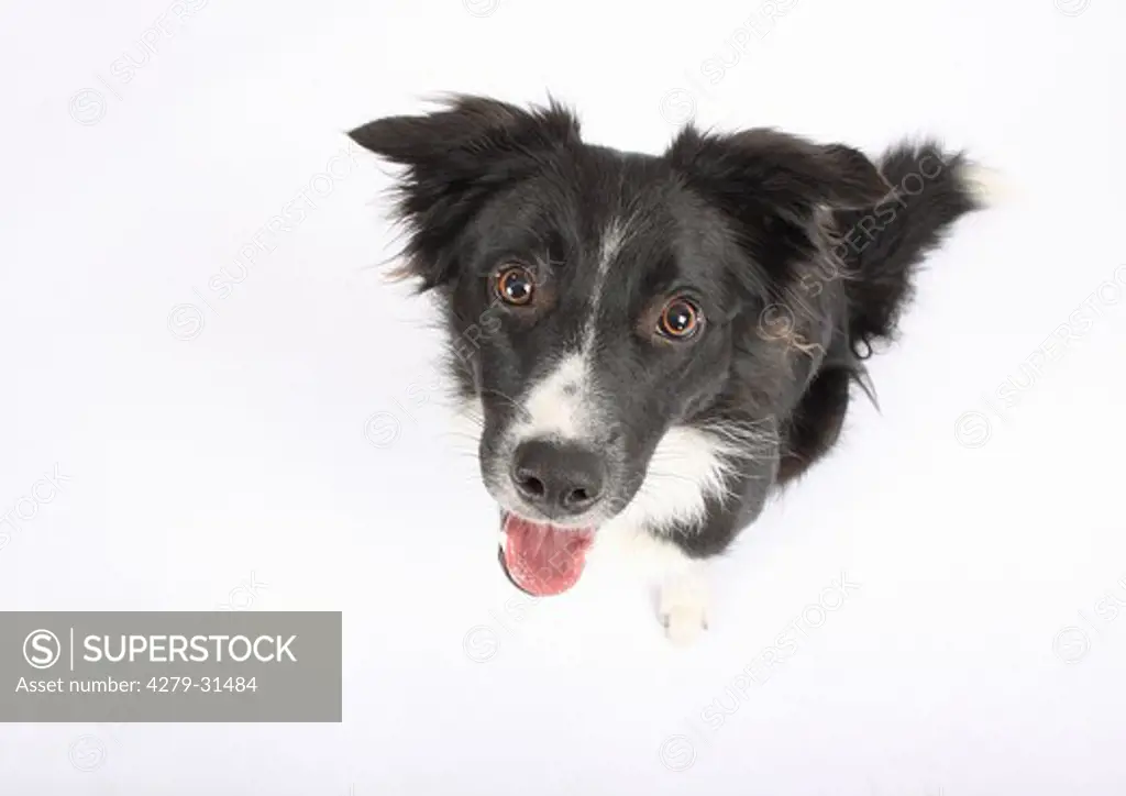 Border Collie dog - cut out