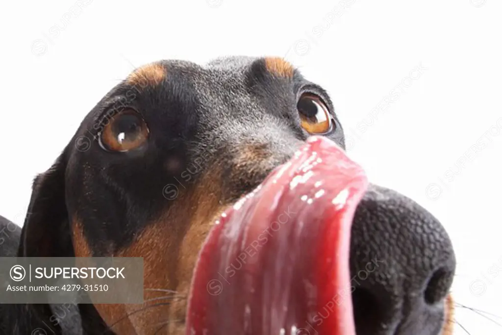 short-haired dachshund - licking its mouth
