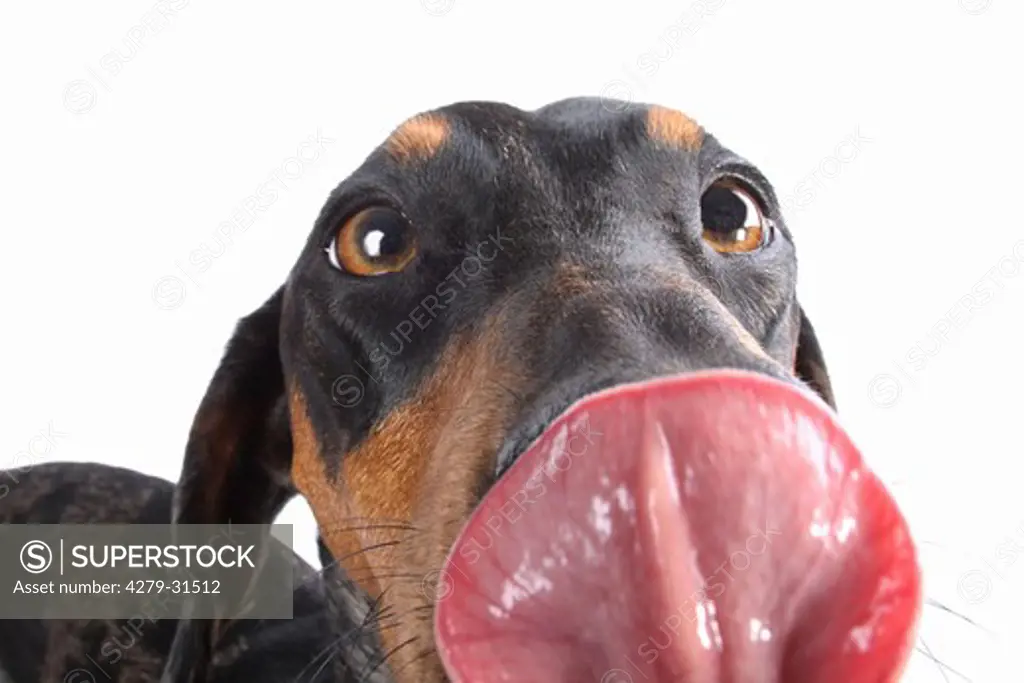 short-haired dachshund - licking its mouth