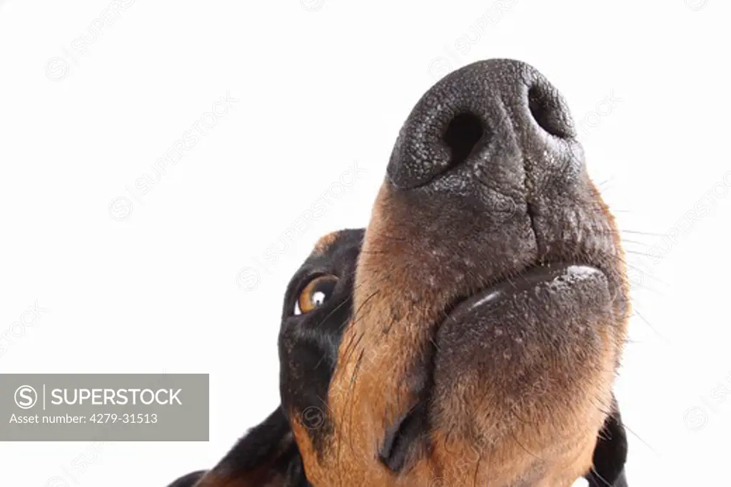 short-haired dachshund - portrait