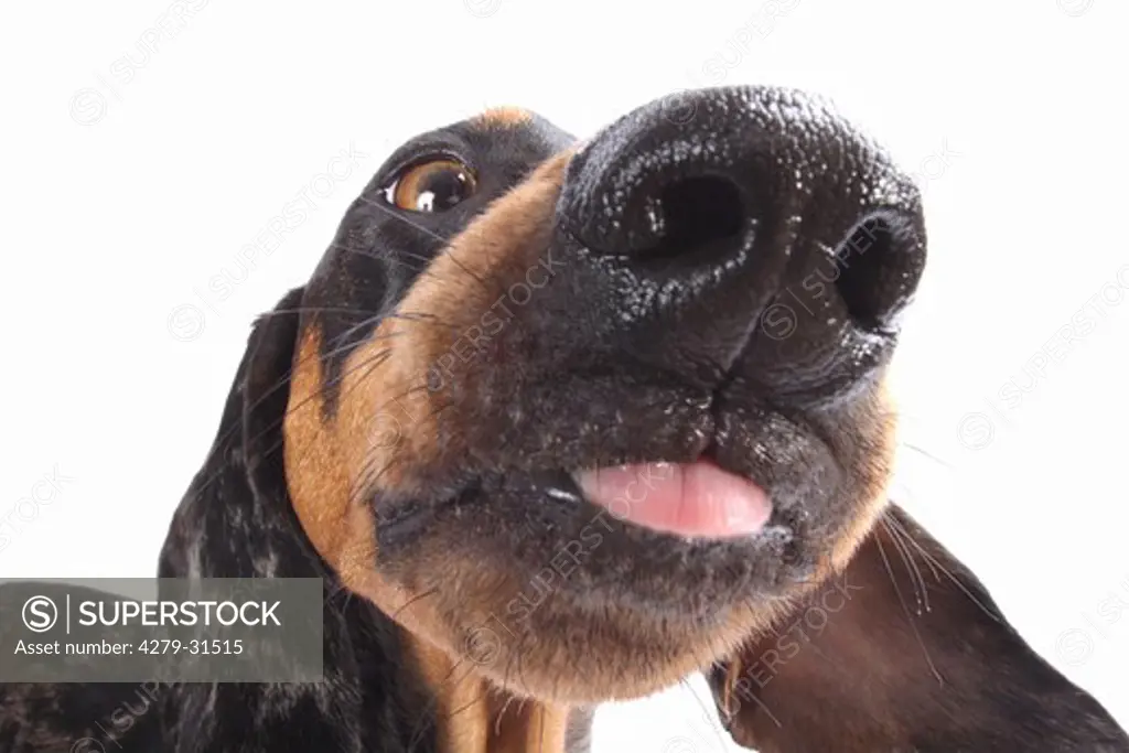 short-haired dachshund sticking out its tongue