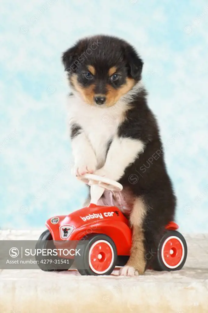 Australian Shepherd dog - puppy sitting on bobby car