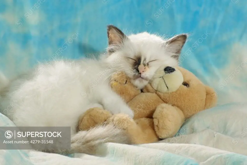 Sacred cat of Burma - kitten with teddy