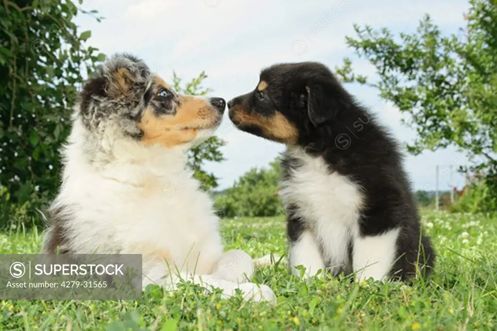 Border Collie dog puppy and Australian Shepherd dog uppy - lying on meadow