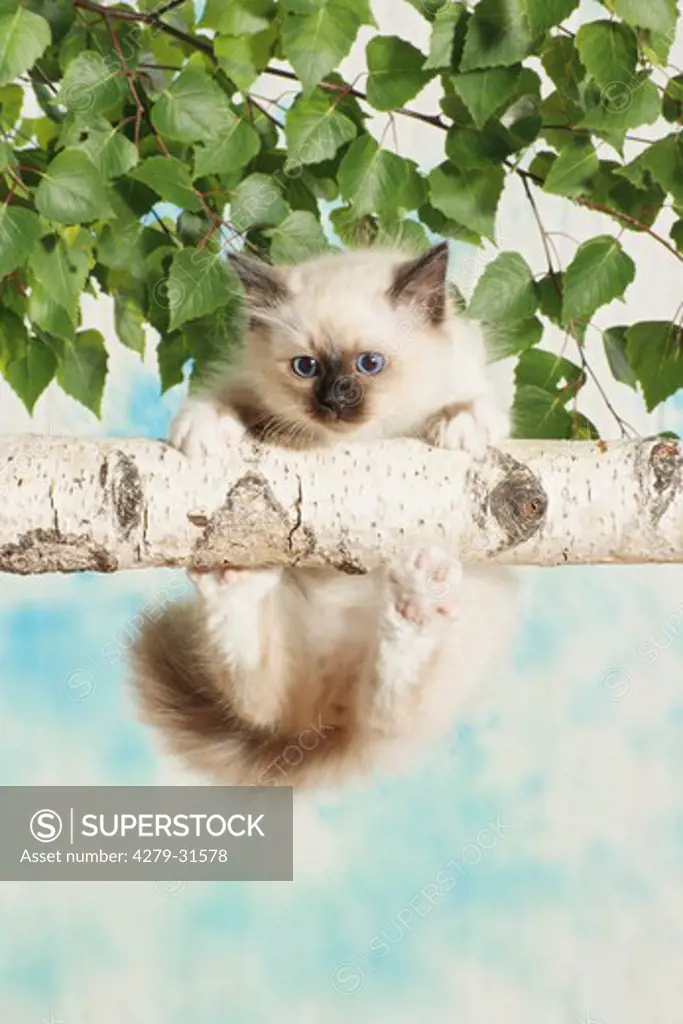 Sacred cat of Burma - kitten hanging on branch