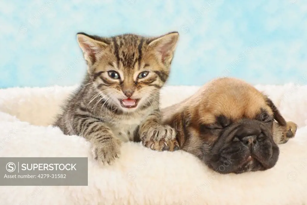 French Bulldog - puppy with domestic kitten