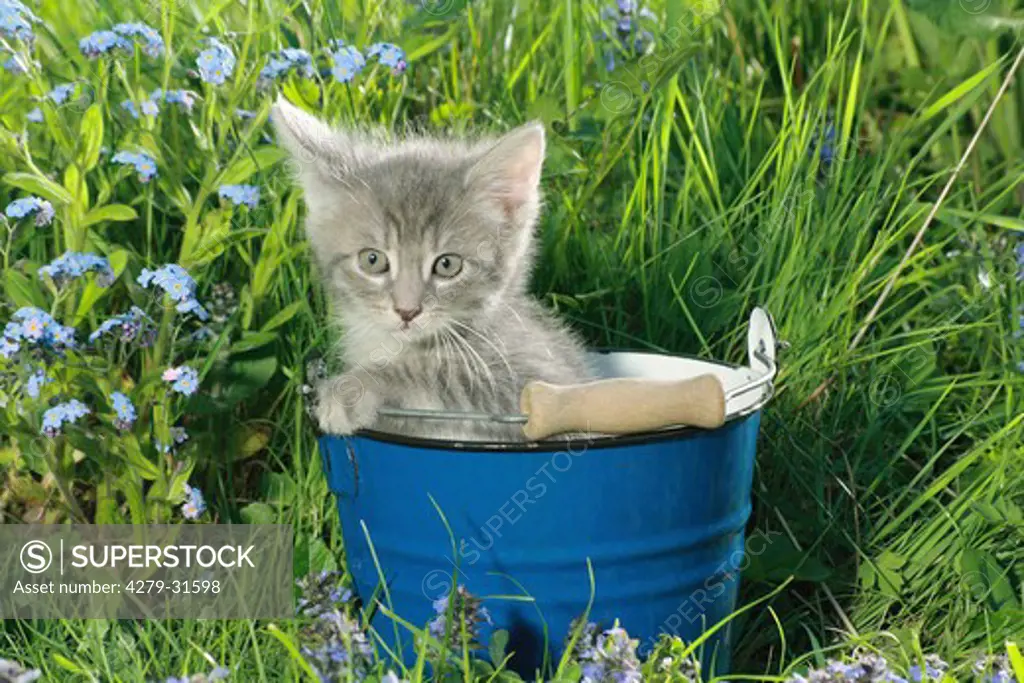 domestic cat - kitten sitting in bucket