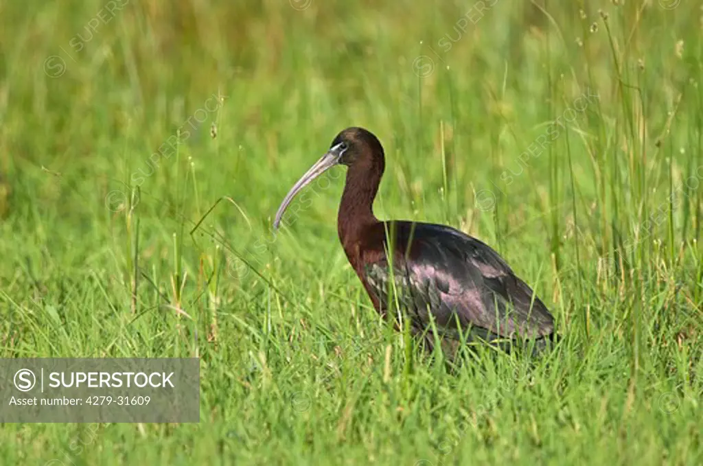 glossy ibis - standing on meadiw, Plegadis falcinellus