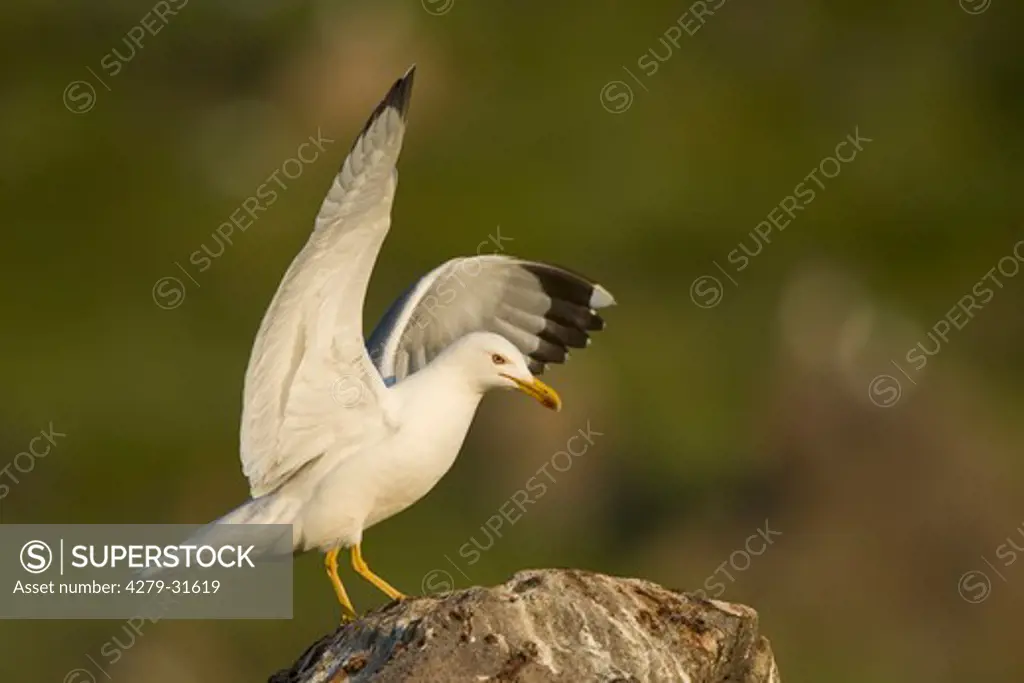 Yellow-legged Gull, Larus michahellis