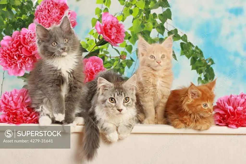 Maine Coon cat and three kittens in front of flowers