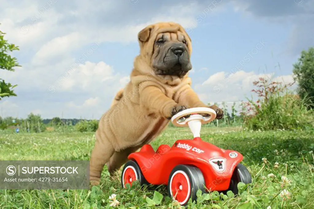 Shar Pei dog - puppy at bobby car