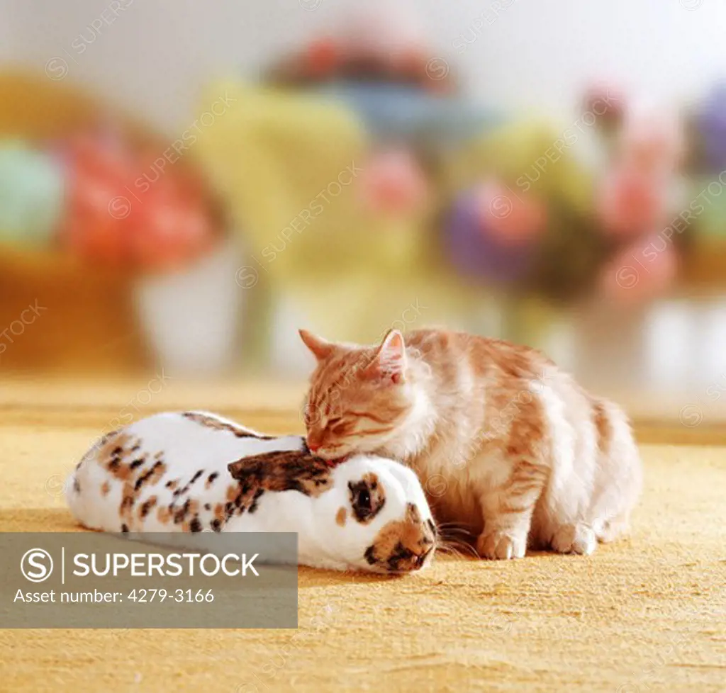 animal friendship : domestic cat and rabbit