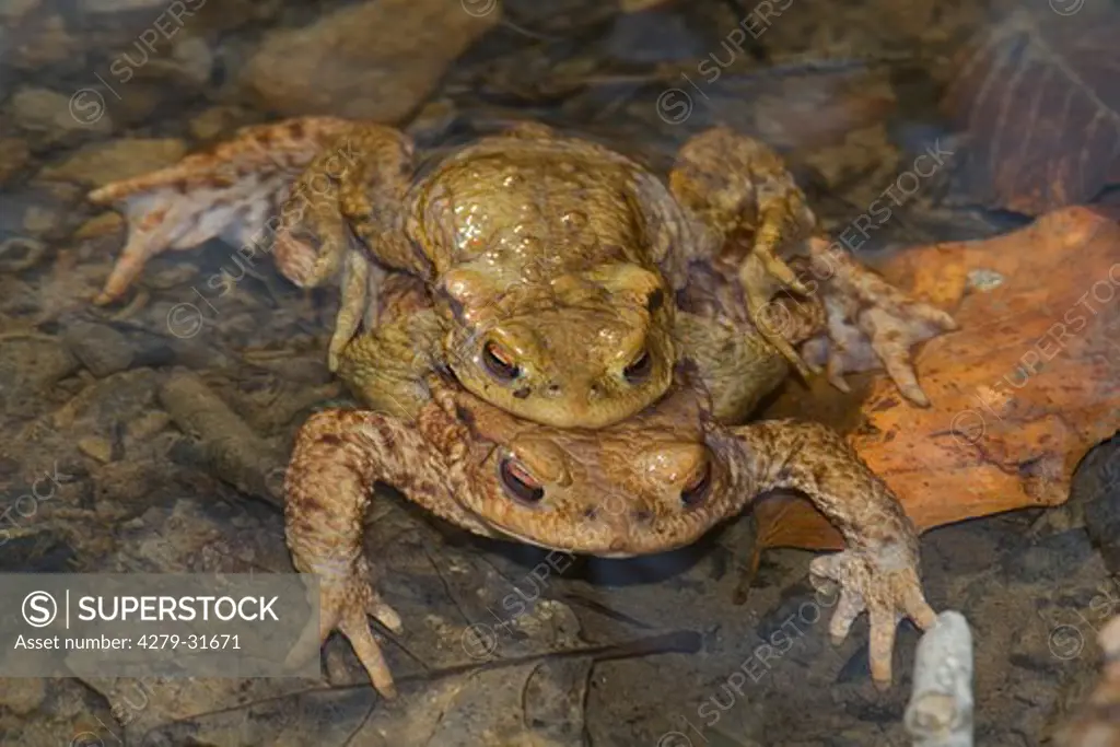 common toads - mating, Bufo bufo