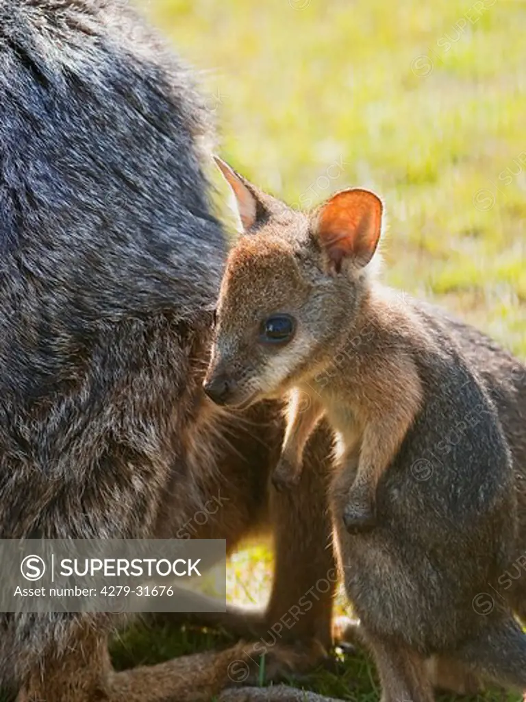 Red-necked Wallaby - cub, Macropus rufogriseus