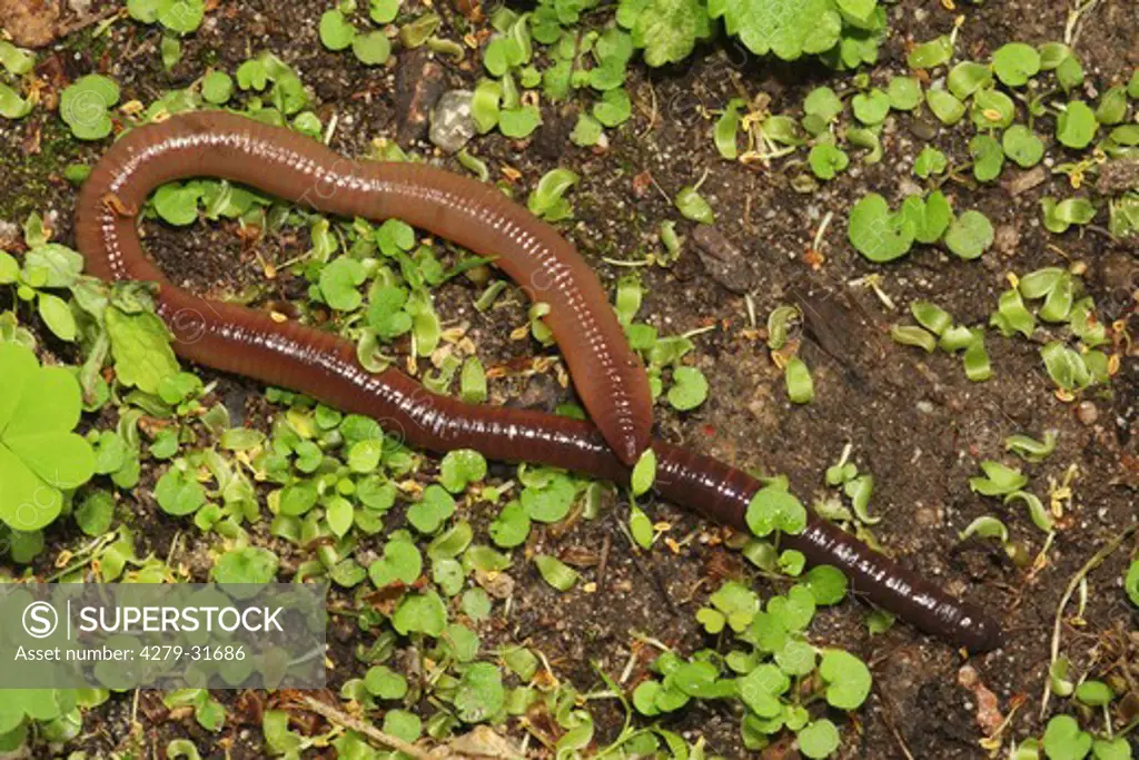 Common Earthworm, Lumbricus terrestris