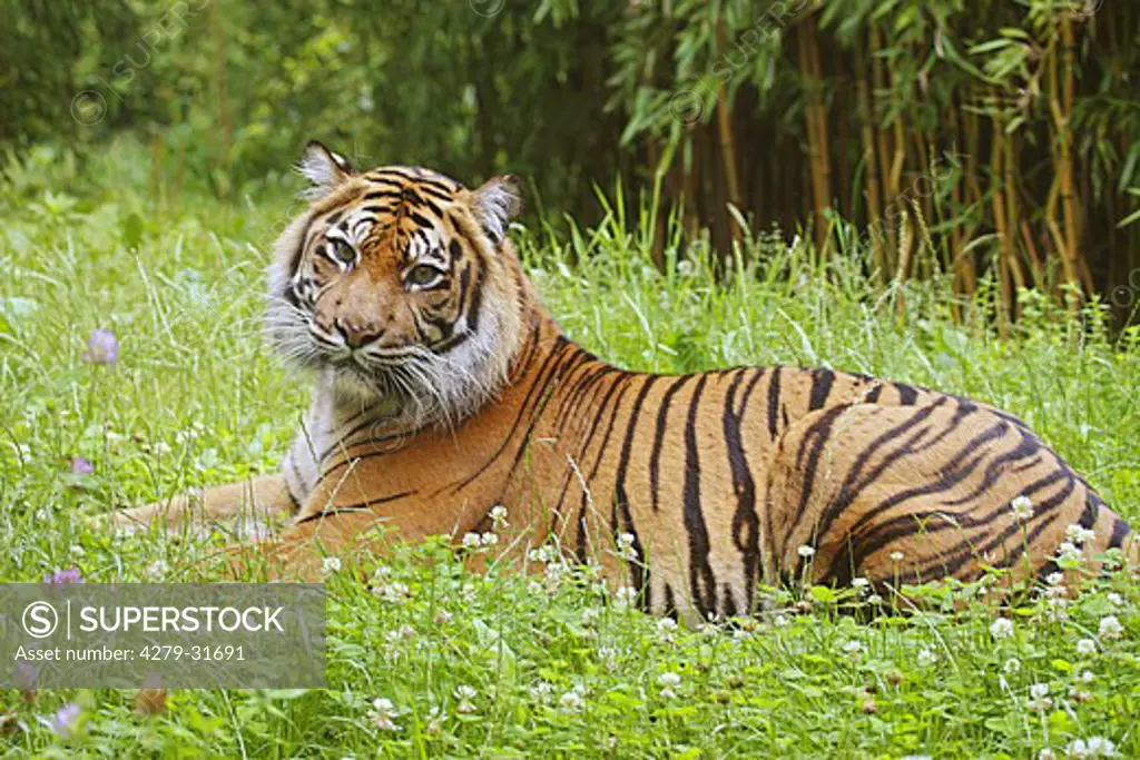 Sumatran tiger - lying on meadow, Panthera tigris sumatrae