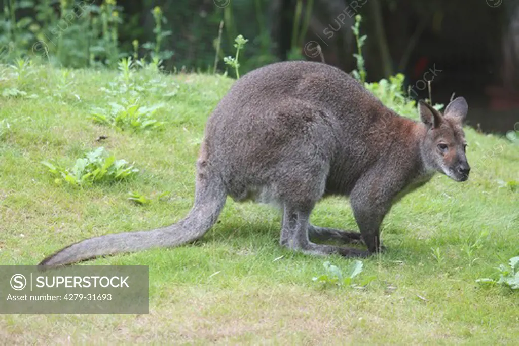 Bennett's Wallaby - standing on meadow, Macropus rufogriseus rufogriseus