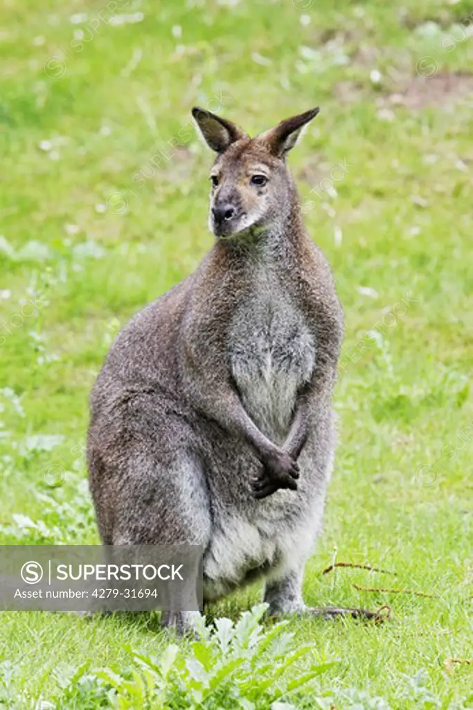 Bennett's Wallaby - standing on meadow, Macropus rufogriseus rufogriseus