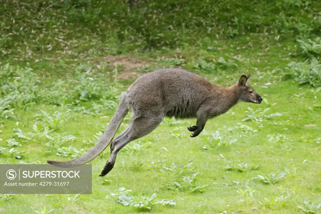 Bennett's Wallaby - jumping on meadow, Macropus rufogriseus rufogriseus